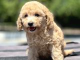 Show Kalite Maltipoo Bebekler