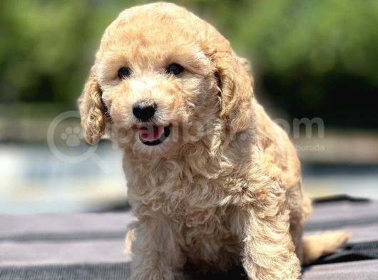 Show Kalite Maltipoo Bebekler