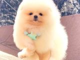 Üst Kalite Pomeranian Boo