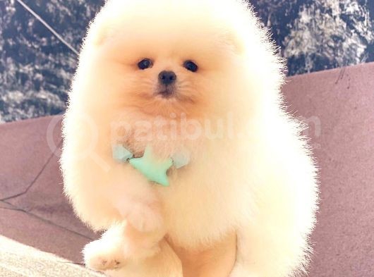 Üst Kalite Pomeranian Boo