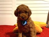 Aşılı,Pasaportlu Ev Ortamında Toypoodle Bebeklerimiz