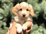 Latte Renk Maltıpoo