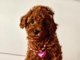 Red Brown Toy Poodle Yavrular