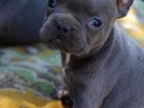 Blue French Bulldog Yavrular