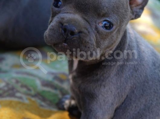 Blue French Bulldog Yavrular görsel