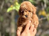 Safkan Red Toy Poodle Yavrular