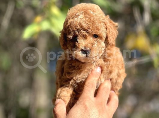 Safkan Red Toy Poodle Yavrular görsel