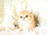 Şampi̇yon Soyundan Golden Ny11 Bri̇ti̇sh Shorthai̇r Yavrumuz Erkek