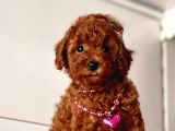 Red Brown Toy Poodle Yavrular