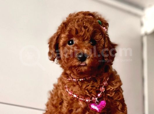 Red Brown Toy Poodle Yavrular