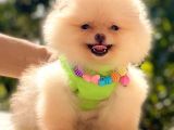 Ayicik Pomerani̇an Boo Kizimiz
