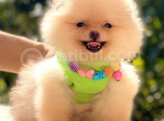 Ayicik Pomerani̇an Boo Kizimiz görsel