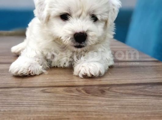 Maltese Terrier Yavrular