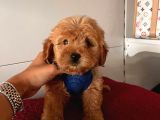 Dizayn Irk Sevimli Maltipoo Yavrular