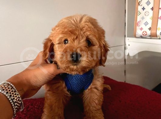 Dizayn Irk Sevimli Maltipoo Yavrular