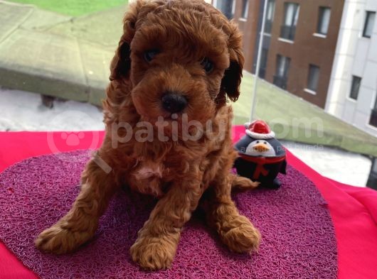 Aşılı,Pasaportlu Ev Ortamında Toypoodle Bebeklerimiz görsel