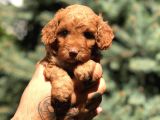 Red Brown Dişi Toy Poodle