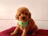 Red-Apricot Toy Boy Poodle Bebeklerimiz