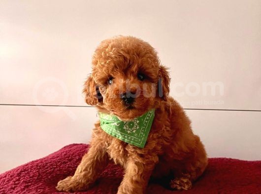 Red-Apricot Toy Boy Poodle Bebeklerimiz görsel