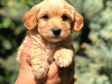 Babyface Maltıpoo