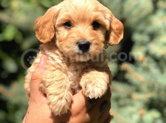 Babyface Maltıpoo görsel