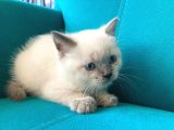 Blue Point British Shorthair Erkek Yavrular