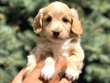 Latte Renk Maltıpoo