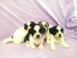 Shih Tzu Yavrular