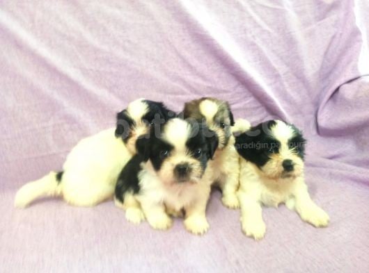 Shih Tzu Yavrular görsel