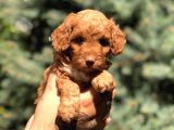 Red Brown Dişi Toy Poodle