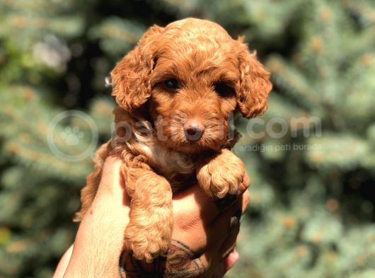 Red Brown Dişi Toy Poodle görsel