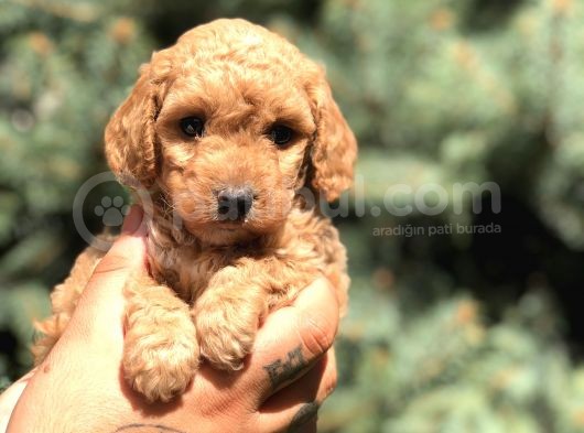 Brown Toy Poodle görsel