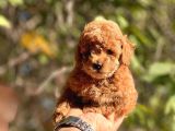 Safkan Red Toy Poodle Yavrular
