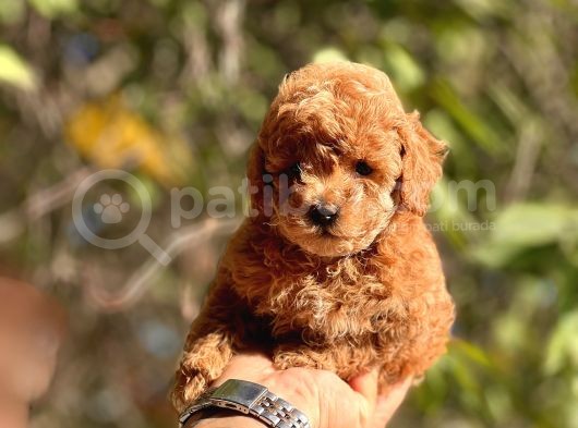 Safkan Red Toy Poodle Yavrular