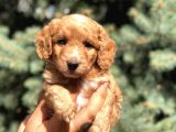 Poodle Görselinde Maltıpoo