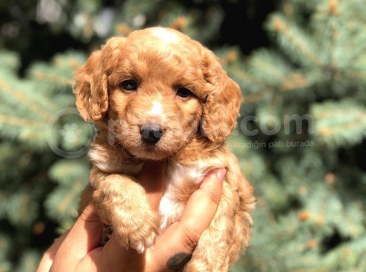 Poodle Görselinde Maltıpoo