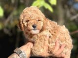 Mi̇ni̇ Toy Poodle Bebekler