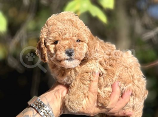 Mi̇ni̇ Toy Poodle Bebekler görsel