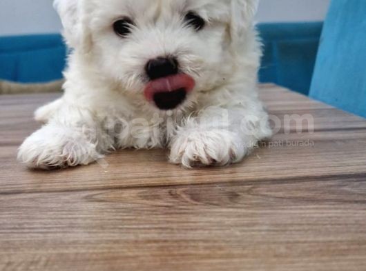 Maltese Terrier Yavrular görsel