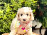 Üst Kalite Kıvırcık Maltipoo Yavrular