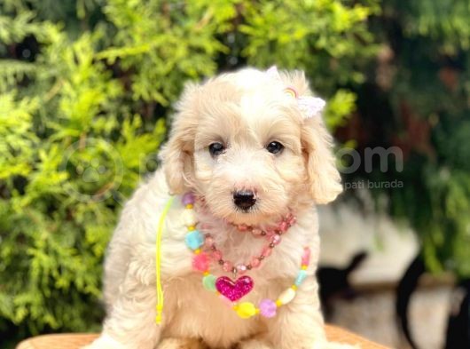 Üst Kalite Kıvırcık Maltipoo Yavrular görsel