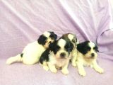 Shih Tzu Yavrular