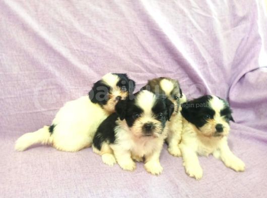 Shih Tzu Yavrular görsel