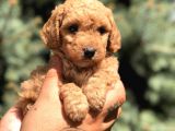 Brown Toy Poodle