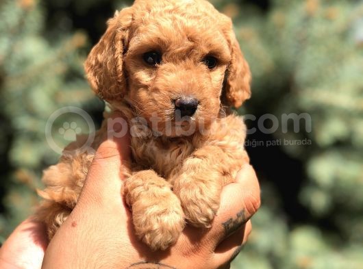 Brown Toy Poodle görsel
