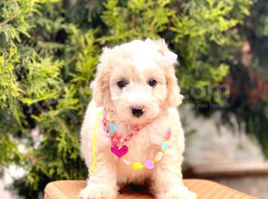 Üst Kalite Kıvırcık Maltipoo Yavrular görsel