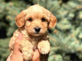 Babyface Maltıpoo