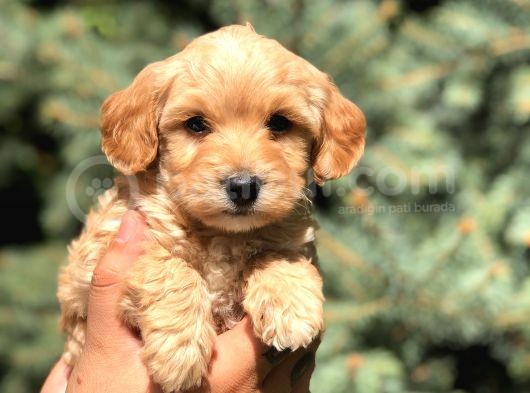 Babyface Maltıpoo