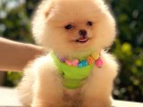 Ayicik Pomerani̇an Boo Kizimiz