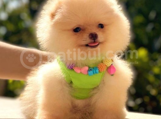 Ayicik Pomerani̇an Boo Kizimiz